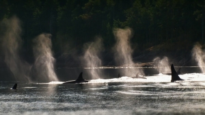 A scene from BLACKFISH a Magnolia Pictures release